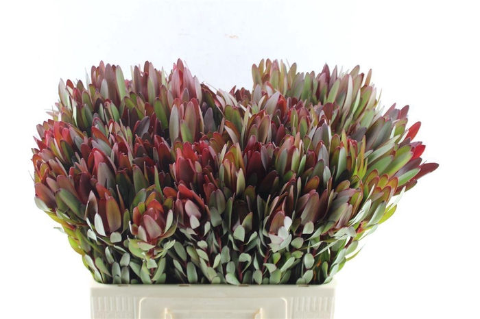 <h4>Leucad Saf Sunset Ex</h4>