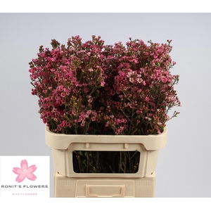 CHAME SARAHS DELIGHT