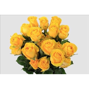 Rosa ec brighton