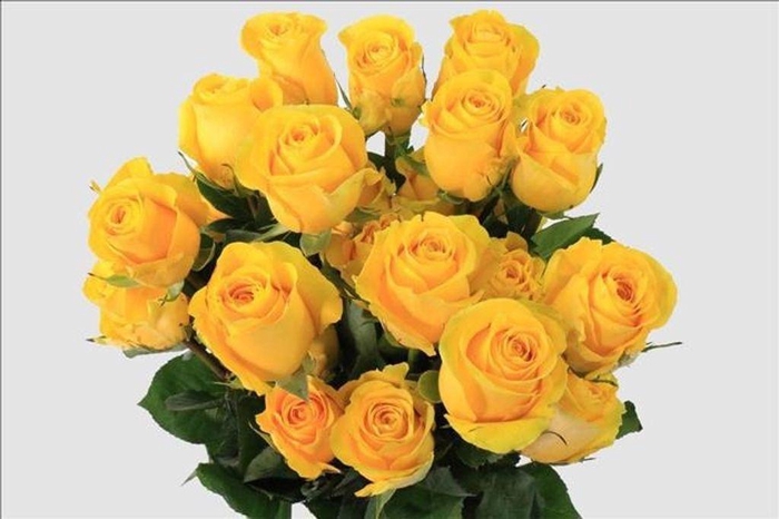 <h4>Rosa ec brighton</h4>