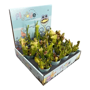 Sarracenia mix 5,5 cm in Flybye display