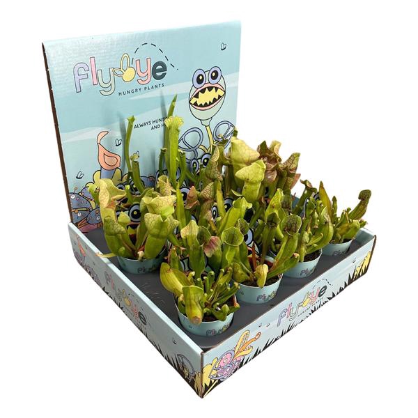 <h4>Sarracenia mix 5,5 cm in Flybye display</h4>