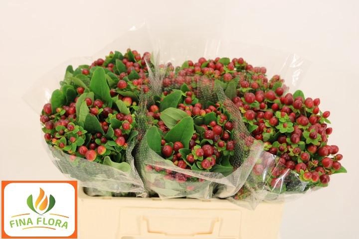 <h4>HYP MAG SEASONS</h4>