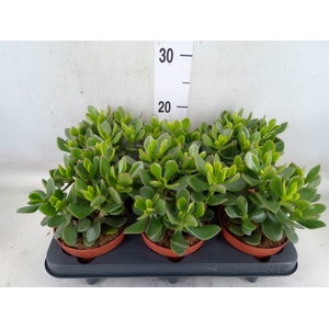 Crassula  'Minova Magic'