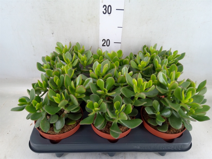 <h4>Crassula  'Minova Magic'</h4>