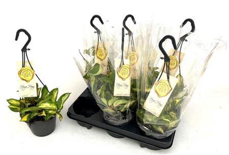 <h4>Hoya C Tricolor Hangpot</h4>