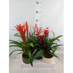 Bromelia   ...mix