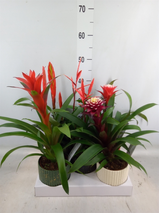 <h4>Bromelia   ...mix</h4>