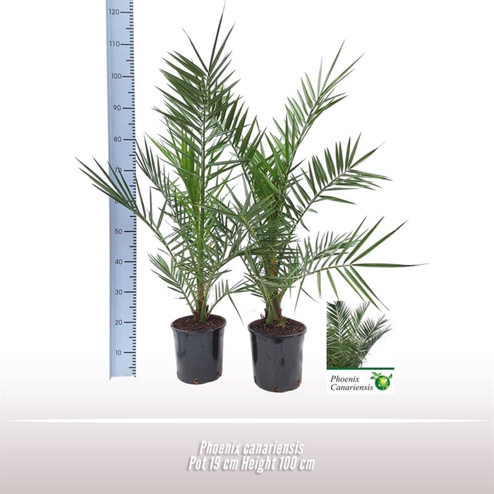 <h4>Phoenix canariensis</h4>