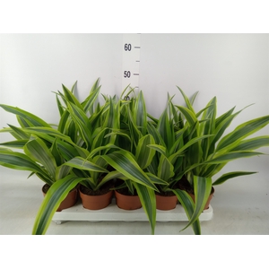 Dracaena fr de 'LemonLime'