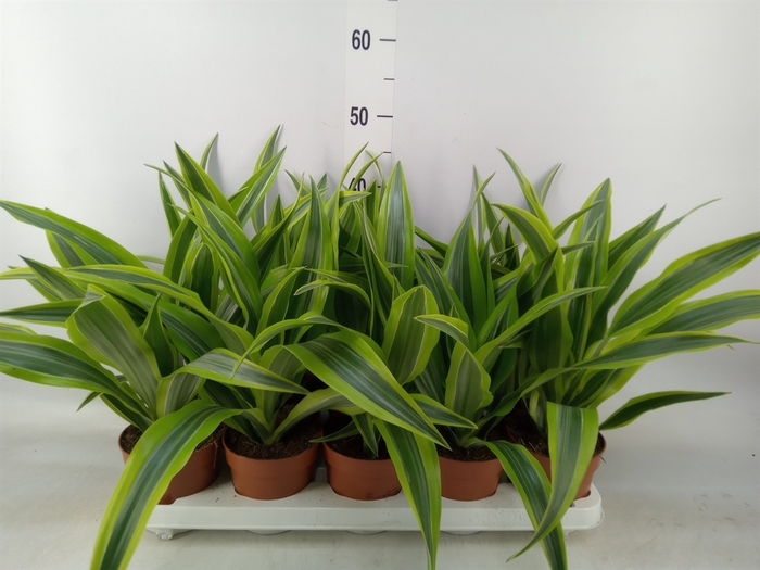 <h4>Dracaena fr de 'LemonLime'</h4>