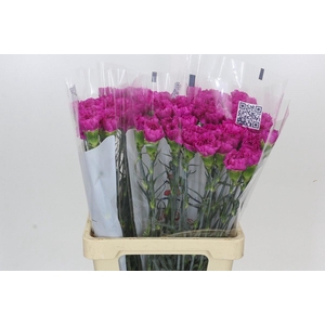 Dianthus St Tiepolo Fucsia
