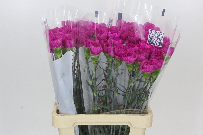 <h4>Dianthus St Tiepolo Fucsia</h4>