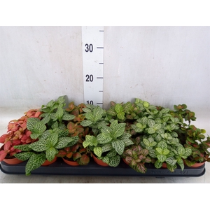 Fittonia   ...mix 7