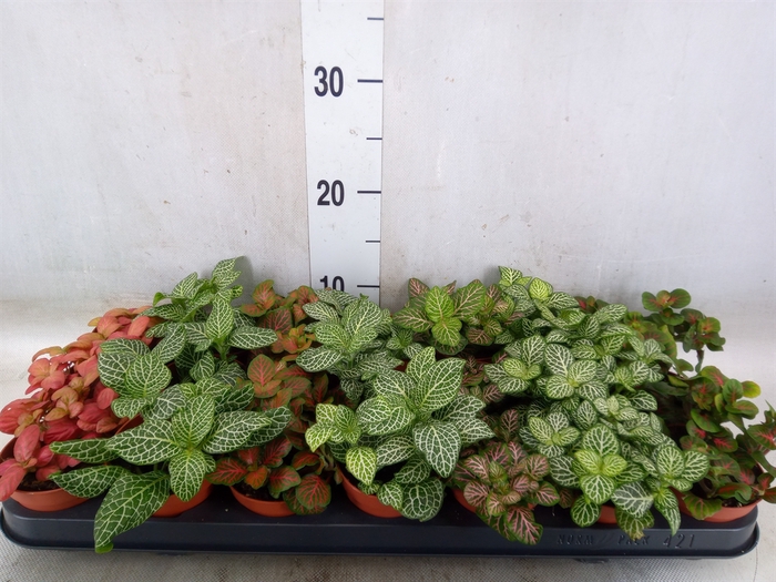 <h4>Fittonia   ...mix 7</h4>