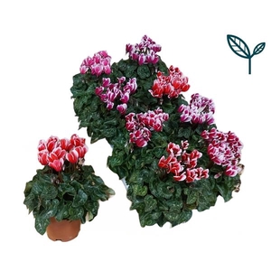Cyclamen persicum kleinbloemig Metis Fantasia