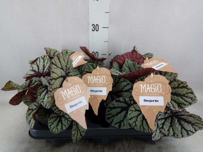 <h4>Begonia BD 'MagicColours Fedor'</h4>