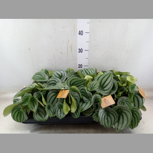 Peperomia argyreia