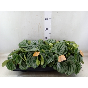 Peperomia argyreia