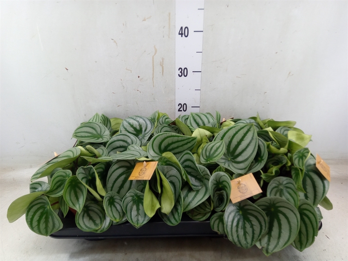 <h4>Peperomia argyreia</h4>