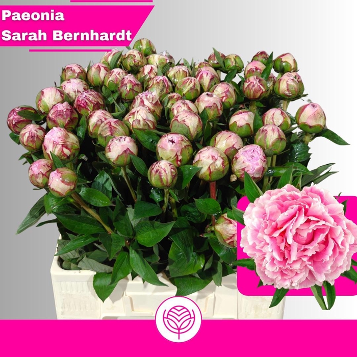 <h4>PAEO L SARA BERNHARD</h4>