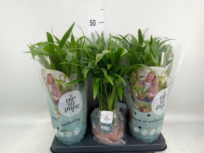 <h4>Dypsis lutescens   ...Chrysalidoca</h4>