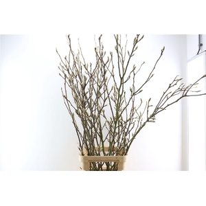 Magnolia Extra P Stem 160cm X7