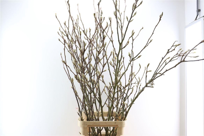 <h4>Magnolia Extra P Stem 160cm X7</h4>