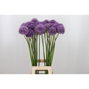 Allium Gladiator