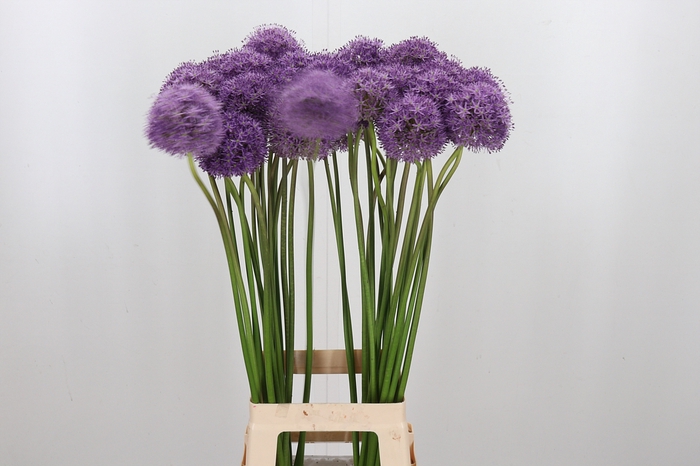 <h4>Allium Gladiator</h4>