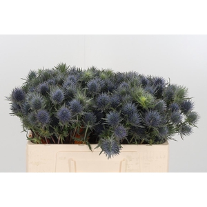 Eryngium Overig