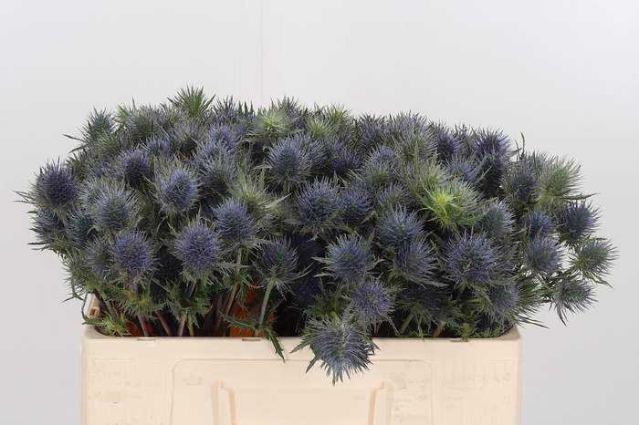 <h4>Eryngium Overig</h4>