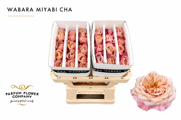<h4>Rosa a Wabara Miyabi Cha</h4>
