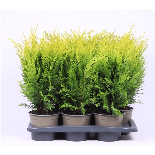 <h4>Chamaecyparis lawsoniana 'Stardust'</h4>