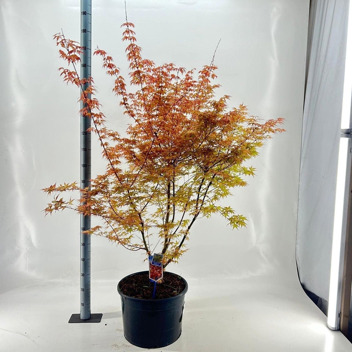 <h4>Acer palmatum Katsura</h4>