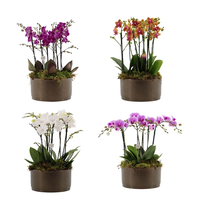 <h4>Flower Symphony | 3 x 2 tak FS gemengd in Sarah Bowl</h4>