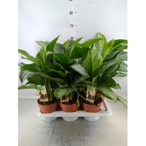 Aglaonema  'Silver Bay'