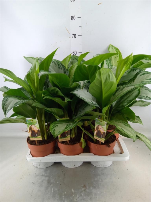 <h4>Aglaonema  'Silver Bay'</h4>