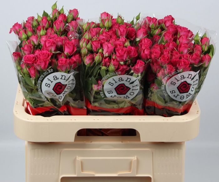 <h4>R TR MELANIE</h4>