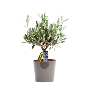 Olea Olijf in Keramiek Roma taupe