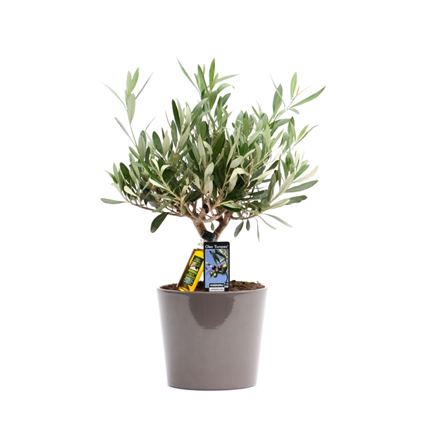 <h4>Olea Olijf in Keramiek Roma taupe</h4>