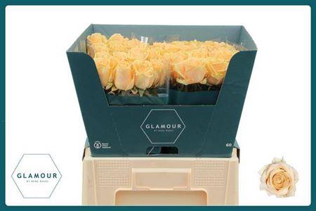 <h4>R Gr Avalanche Peach</h4>