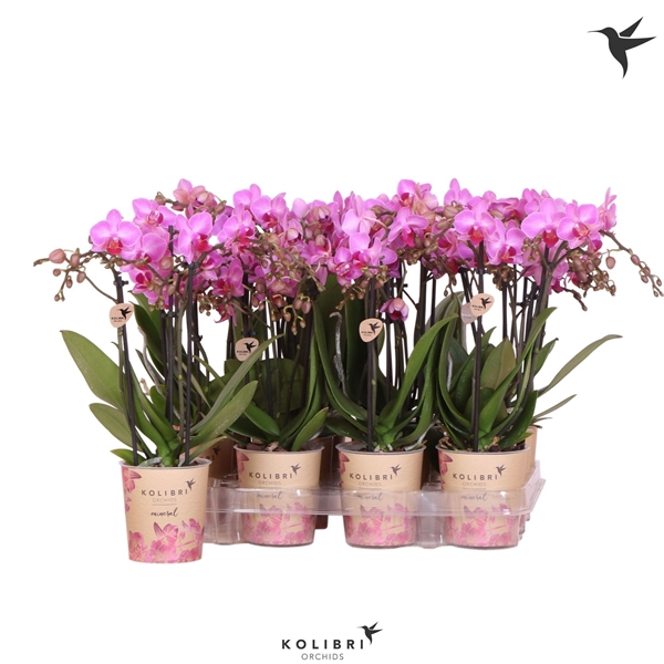 <h4>Kolibri Orchids Phalaenopsis Violet 3 spike</h4>