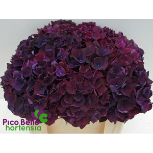 Hydrangea mag ruby red purple