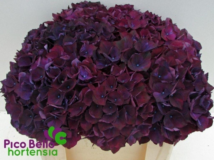 <h4>Hydrangea mag ruby red purple</h4>