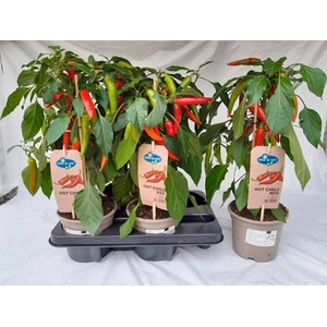 PEPER PLANTEN