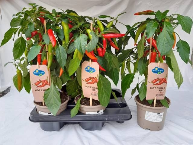 <h4>PEPER PLANTEN</h4>