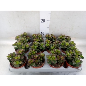 Crassula ovata 'Minor'