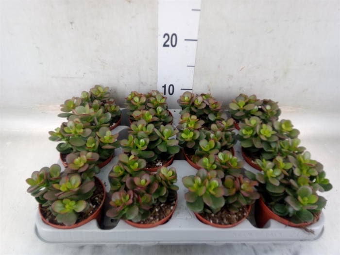 <h4>Crassula ovata 'Minor'</h4>