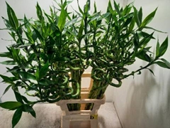 <h4>DRAC S LUCKY BAMBOO</h4>